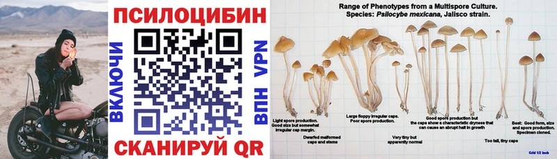 Псилоцибиновые грибы Psilocybine cubensis  как найти   Углич 